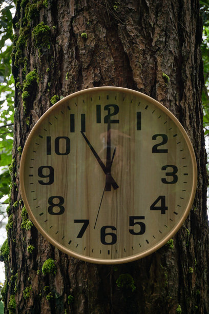 一幅富有感染力的照片，捕捉到了一座木制模拟挂钟，它直接安装在一棵树粗糙的树皮上，背景是茂密、迷蒙而富有情绪的森林。图片下载