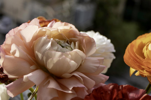 粉色花园毛茛花特写高清照片图片下载