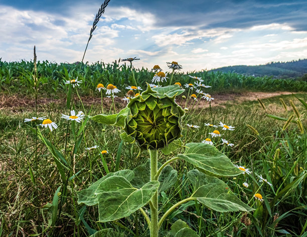 自然风光，森林，喀尔巴阡山脉，欧洲自然照片，东欧图片下载