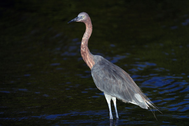 佛罗里达礁岛群伊斯兰诺拉的码头、日落、游艇、海滩和灯塔的航拍照片。茶桌岛和伊斯兰诺拉。图片下载