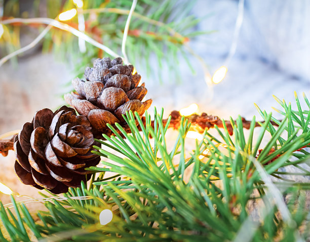圣诞节照片，包含枞树枝、松果和小花环图片下载