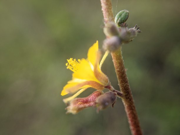 牵牛花黄色花朵的特写照片 Triumfetta图片下载