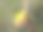 牵牛花黄色花朵的特写照片 Triumfetta图片下载