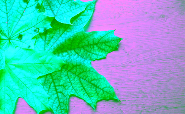 秋叶枯黄过程的插画，展示了其结构和颜色变化图片下载