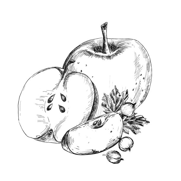 墨水画，描绘了苹果、苹果切片、醋栗以及叶子。单色食物剪贴画。线条艺术。手绘插画，适用于食品包装、烹饪主题设计、食谱装饰。图片下载