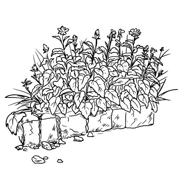 写实的灌木丛和石墙。矢量插画。公园里成片的草地和野花，在白色背景上突出显示。夏日和春日里的森林与乡村。图片下载