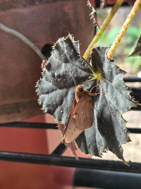 棕色飞蛾在秋海棠植物的干枯黑色叶子上休息的微距照片图片下载