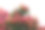 Albizia tree silk acacia or sleeping tree图片下载