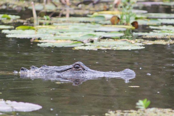 美国短吻鳄头部侧面特写照片，部分浸没在浑浊的水中，周围有睡莲，摄于路易斯安那州沼泽地，美国路易斯安那州。图片下载