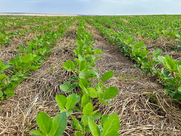 可持续免耕模式下的热带气候大豆种植区图片下载