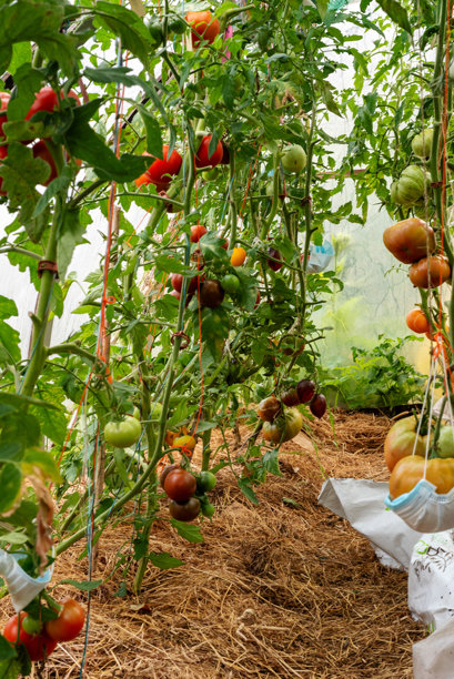 温室里多汁美丽的番茄，园丁概念照片图片下载