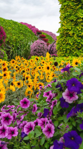 迪拜奇迹花园中的天竺葵花坛，阿拉伯联合酋长国。竖版图片图片下载