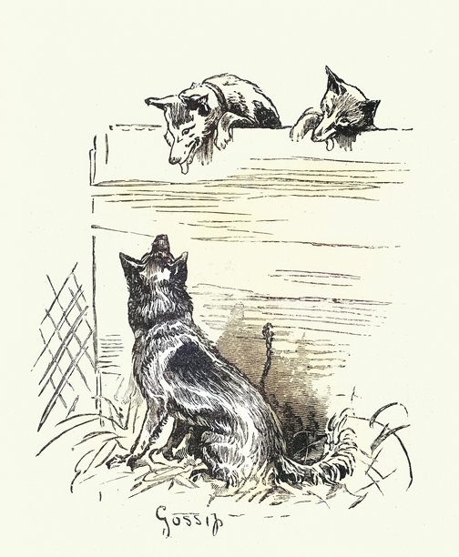 两只狗隔着犬舍墙互相凝视，八卦，维多利亚时期犬展素描，水晶宫犬业俱乐部，1884年，19世纪复古插画图片下载