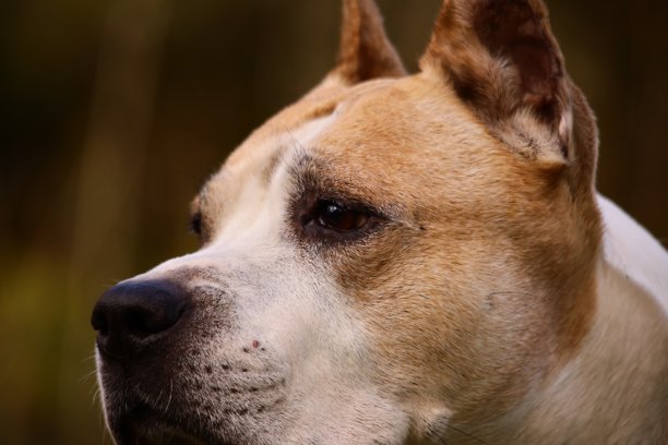 一只棕色毛发带有白色斑纹的狗的清晰面部特写，非常适合用于宠物相关内容或作为独立图片。图片下载