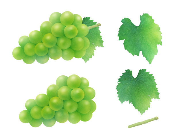 绿葡萄插画_阳光玫瑰香印葡萄_新鲜夏日水果_写实水彩风格图片下载