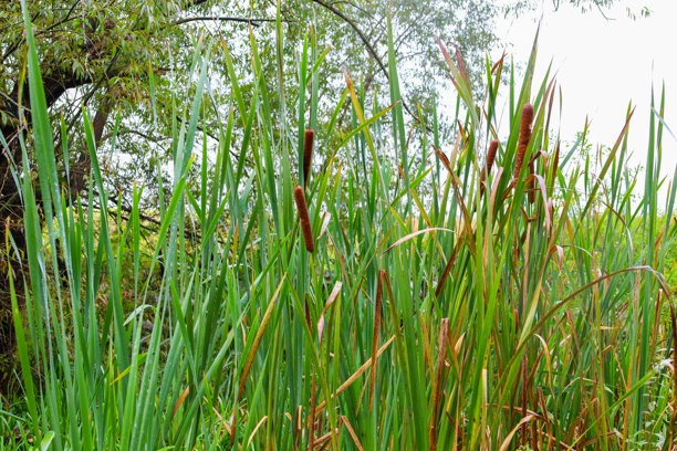 蒲公英高大、鲜绿的茎叶密集成墙，垂直的棕色花序在树木背景下显露。这张照片传达了潮湿、浓密的河岸环境的氛围。图片下载