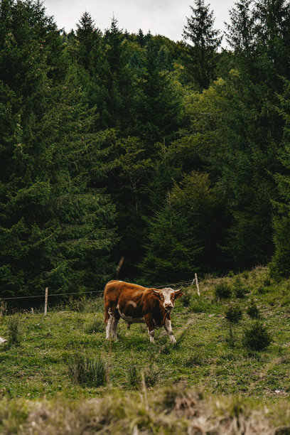 罗马尼亚牧场里的小牛群正在吃草的素材照片图片下载