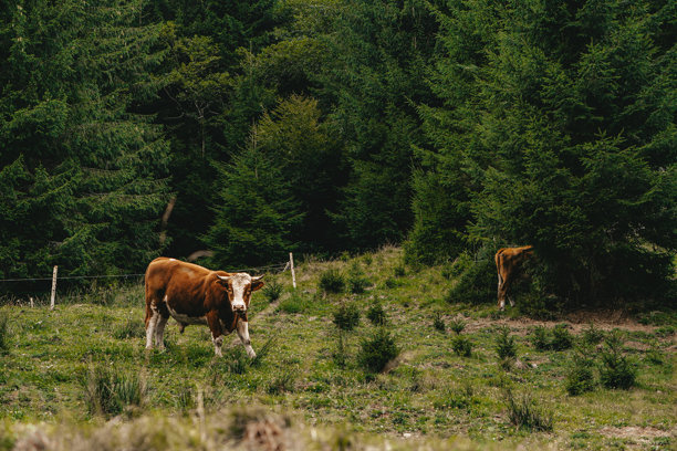 罗马尼亚山区牧场的奶牛照片图片下载