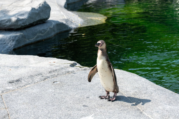 一只洪堡企鹅独自站在动物园展区内，旁边是深绿色的水域，它身处灰色花岗岩的岩架上。这张照片捕捉了这种海洋鸟类的姿态以及圈养环境下的野生动物。图片下载