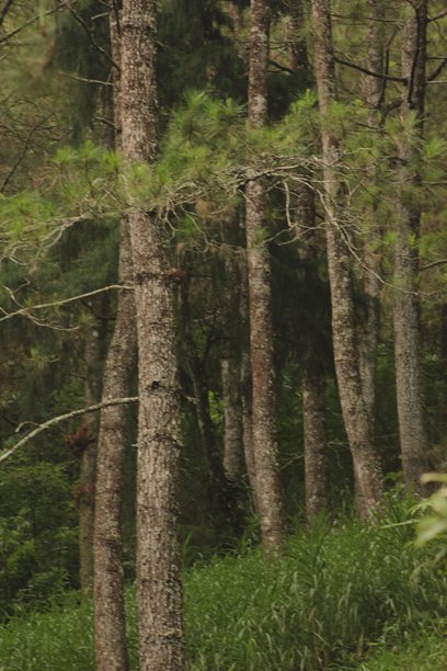 森林中的松树照片图片下载