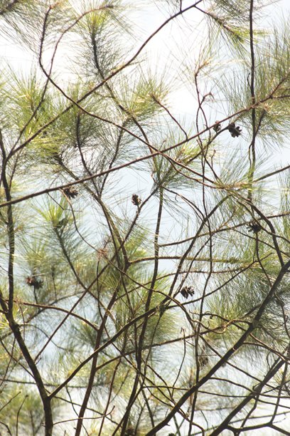 森林里的松树照片图片下载