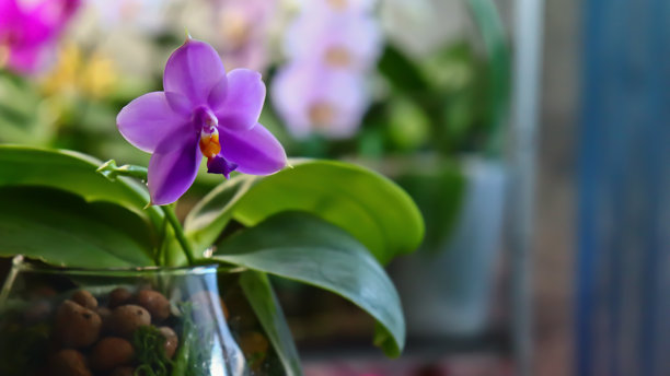蝴蝶兰。明亮的、美丽的兰花特写。一张照片里有多张兰花。这张图片展示了大量盛开的兰花，有白色、淡紫色、紫色和黄色等多种颜色。图片下载