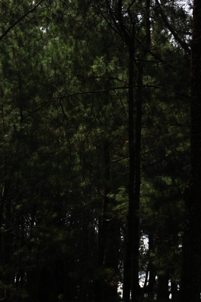 森林中的松树照片图片下载