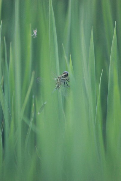 稻田特写照片图片下载