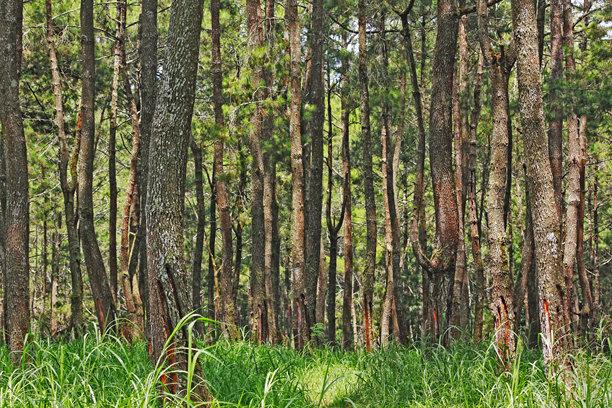 森林中的松树照片图片下载
