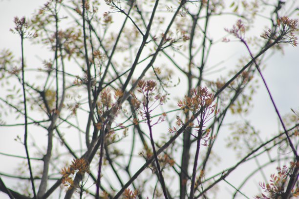 桃花心木的特写照片，低角度拍摄，春季图片下载