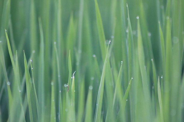 稻田特写照片图片下载