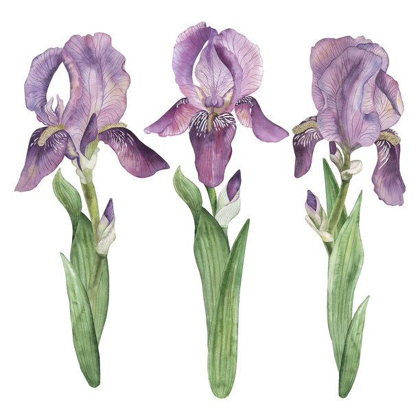 三朵紫色鸢尾花配绿叶的水彩插画。手绘植物花卉剪贴画，复古风格，非常适合春季装饰、婚礼请柬、花园主题、包装设计。图片下载