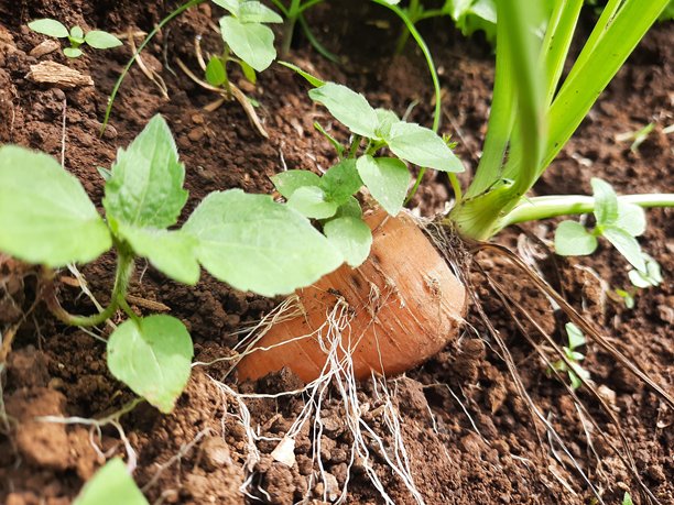 一张花园菜床里胡萝卜的特写照片，胡萝卜部分地露出土壤。橙色的根茎蔬菜被深色肥沃的泥土和几片绿叶环绕。图片下载