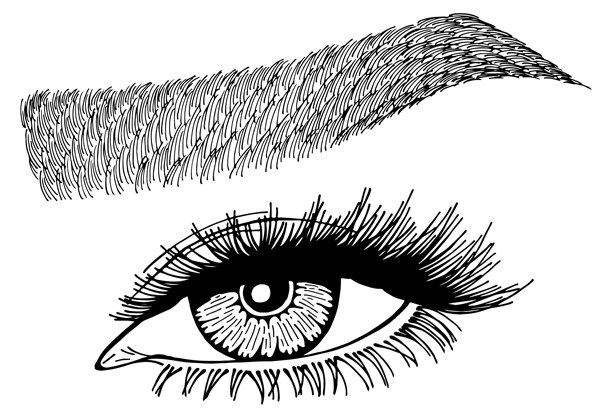 眼睛、睫毛和眉毛的插画图片下载
