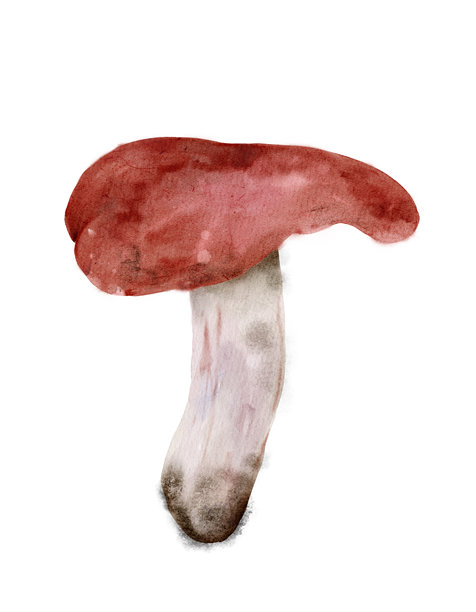 一幅描绘自然界中发现的独特蘑菇物种的水彩插画图片下载