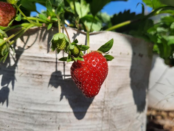 阳光下，植物上成熟草莓的特写照片，周围环绕着绿叶和茎。附近还有未成熟的或部分泛红的果实。图片下载