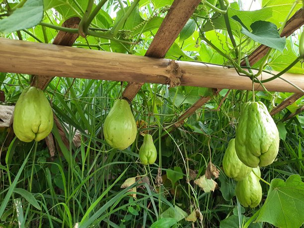 佛手瓜（又称蔬菜梨、Sechium edule 或暹罗葫芦）照片，佛手瓜挂在由竹架支撑的藤蔓上。绿色的佛手瓜悬挂在茂密的草丛和绿叶植被之间。图片下载