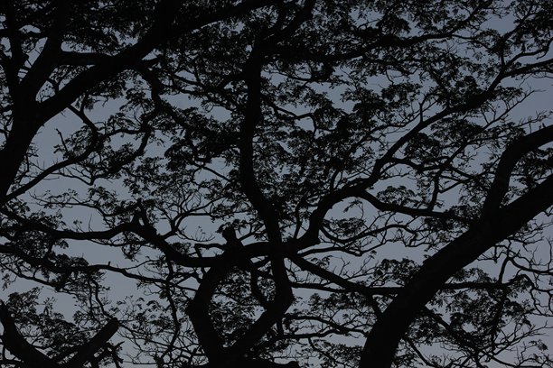 从低角度拍摄的剪影树冠照片图片下载