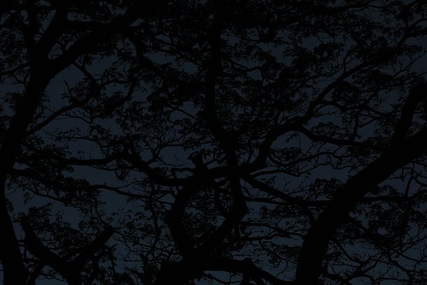 从低角度拍摄的树冠剪影照片图片下载