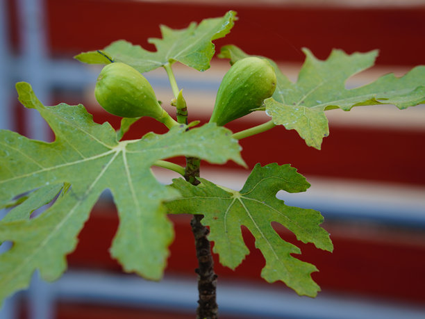 特写镜头下的无花果叶照片图片下载