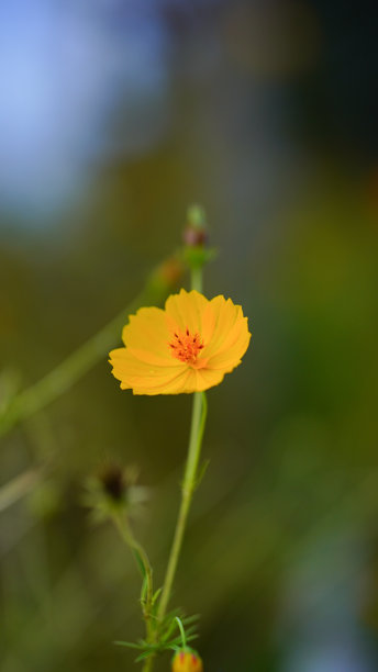特写，两朵盛开的黄色墨西哥紫菀花（Cosmos）孤立在绿色背景上，适合用作素材照片。室内植物，春季花卉图片下载