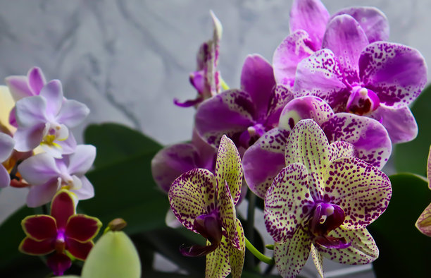 蝴蝶兰。明亮、美丽的花朵特写。一张照片中有许多兰花。画面中有多株盛开的蝴蝶兰，颜色各异：白色、淡紫色、紫色和黄色。图片下载