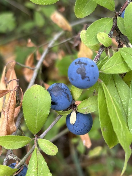 蓝莓在绿色的枝条上，新鲜的野生浆果特写图片下载