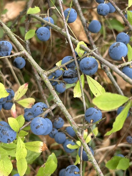 绿色枝条上的蓝莓，新鲜的野生浆果特写照片图片下载