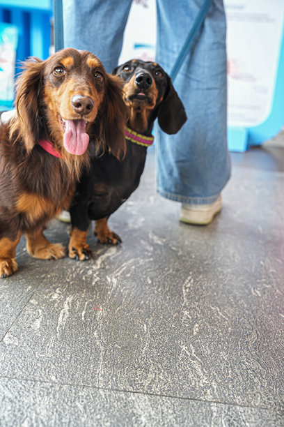 两只可爱的腊肠犬系着牵引绳，站在主人旁边，其中一只露出舌头微笑——一张充满活力的宠物生活方式照片，捕捉了友谊、玩耍和现代都市的氛围。图片下载