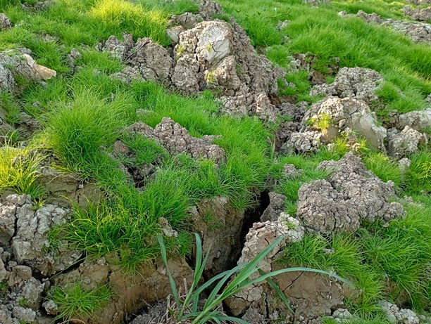 干涸土地上的绿色草地特写照片图片下载