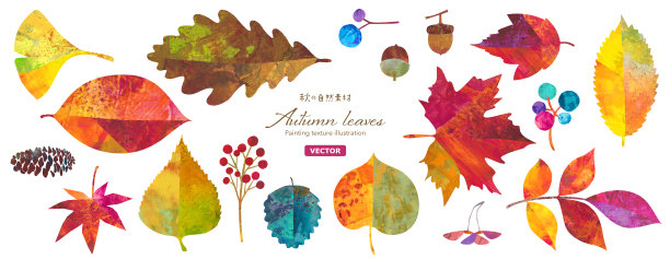 一套色彩鲜艳的秋季森林树叶和红色浆果的插画。包含枫叶和橡子等设计元素。绘画纹理风格（矢量图）图片下载