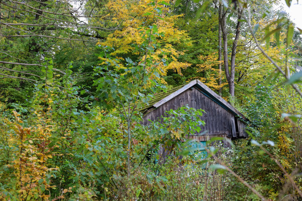 这张照片捕捉到了一座古老的木屋，隐藏在茂密的森林植被中，展示着初秋时节从绿色转变为黄色的色彩变化。这座废弃的建筑营造出一种孤独和荒野的氛围。图片下载