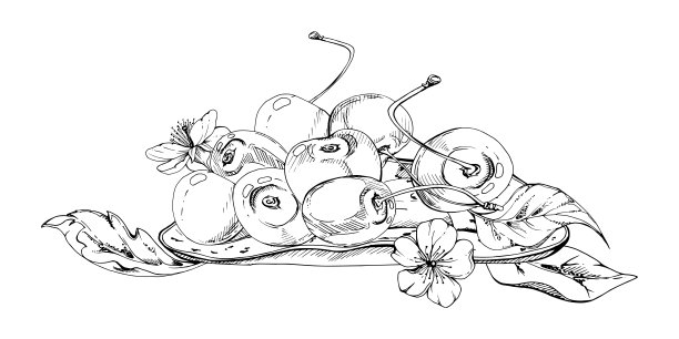 甜酸樱桃浆果在陶瓷盘上，手绘矢量墨水，成熟的樱桃色，叶子，白色的花朵。孤立的构图插画。餐厅、婚礼、咖啡馆甜点菜单，农贸市场图片下载