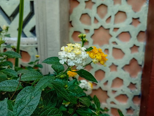 印度尼西亚一种名为Tembelekan的花，马缨丹花（Lantana Camara）的特写照片图片下载